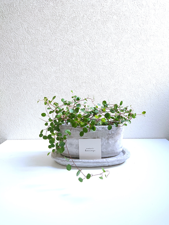 ●数量限定●　”ワイヤープランツ（2鉢セット）オーバルアッシュグレー鉢＆受け皿セット”　観葉植物　ギフト　横長　北欧 1枚目の画像