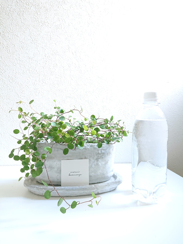 ●数量限定●　”ワイヤープランツ（2鉢セット）オーバルアッシュグレー鉢＆受け皿セット”　観葉植物　ギフト　横長　北欧 5枚目の画像
