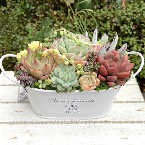 2⃣多肉植物 寄せ植え そのまま飾れるᛌ⎛˘⍘˘⎞ᛌ盆栽風ホワイト鉢No.1 多肉植物寄せ植えそのまま飾れる 白ポット取って付き おしゃれポット