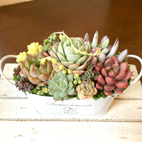 多肉植物寄せ植えそのまま飾れる 白ポット取って付き おしゃれ 多肉植物寄せ植えそのまま飾れる 白ポット取って付き おしゃれ