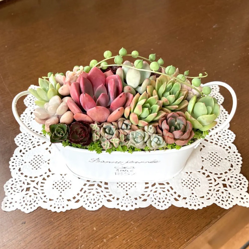 多肉植物寄せ植えそのまま飾れる 白ポット取って付き おしゃれ