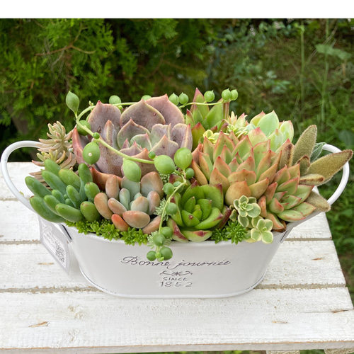 多肉植物寄せ植えそのまま飾れる 白ポット取って付き おしゃれ 多肉植物寄せ植えそのまま飾れる 白ポット取って付き おしゃれ