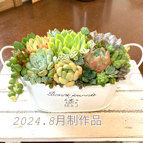 多肉植物寄せ植えそのまま飾れる 白ポット取って付き おしゃれポット