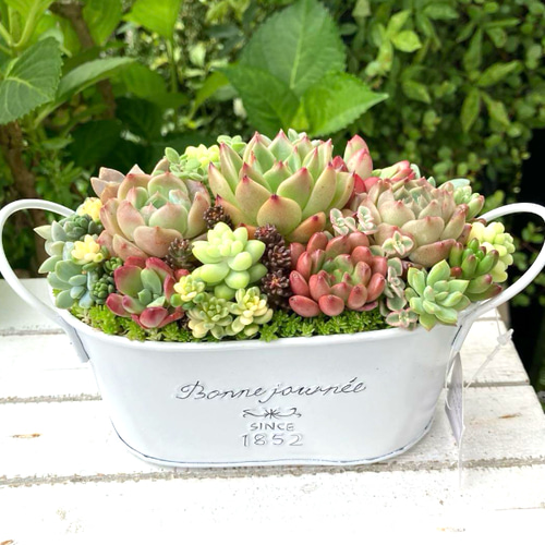 多肉植物寄せ植えそのまま飾れる 白ポット取って付き おしゃれ