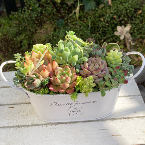 多肉植物寄せ植えそのまま飾れる 白ポット取って付き おしゃれポット
