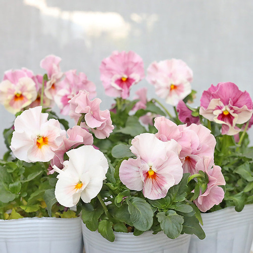 値下げSALE 花苗 フリルパンジー 花ろまん すみれ 恋もも 3.5号 よく