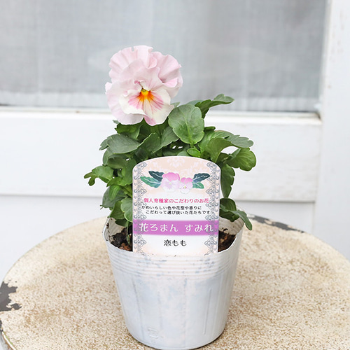 値下げSALE 花苗 フリルパンジー 花ろまん すみれ 恋もも 3.5号 よく