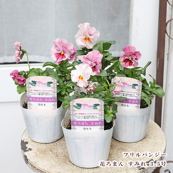 値下げSALE 花苗 フリルパンジー 花ろまん すみれ 恋もも 3.5号 よく