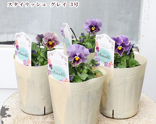 2c53755c368972d562bb348e87b4c6