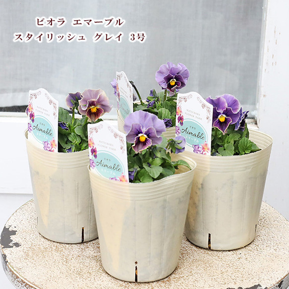値下げSALE 花苗 ビオラ エマーブル スタイリッシュグレイ 3号 春 よく