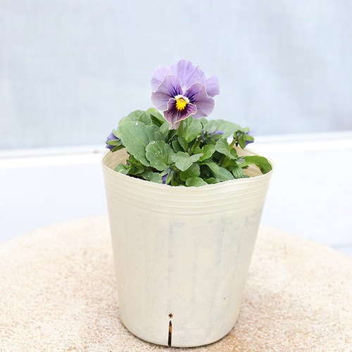 値下げSALE 花苗 ビオラ エマーブル スタイリッシュグレイ 3号 春 よく