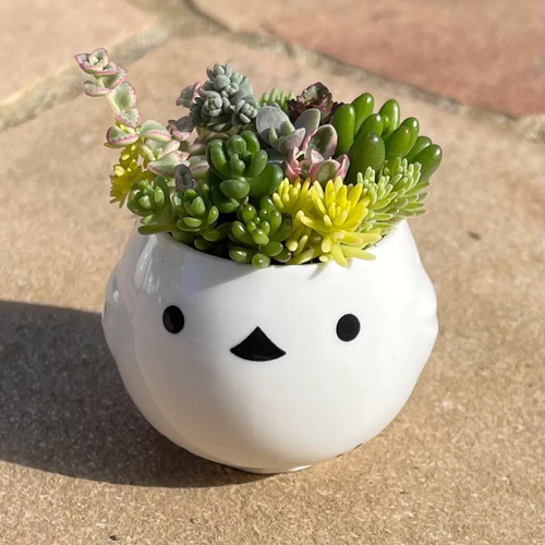 多肉植物 寄せ植え そのまま飾れる(˶﻿・ө・˶)﻿シマエナガ 多肉植物