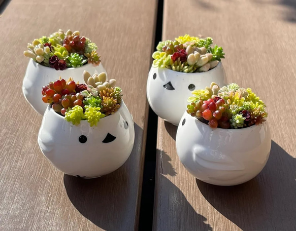 多肉植物 寄せ植え そのまま飾れる(˶﻿・ө・˶)﻿シマエナガ 多肉