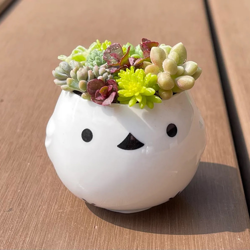 多肉植物 寄せ植え そのまま飾れる(˶﻿・ө・˶)﻿シマエナガ 多肉植物