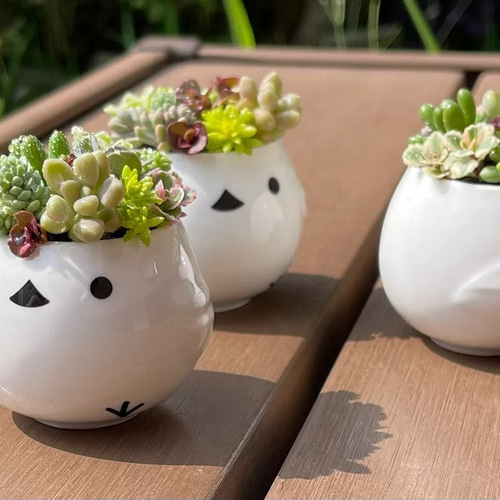 多肉植物 寄せ植え そのまま飾れる(˶﻿・ө・˶)﻿シマエナガ 多肉