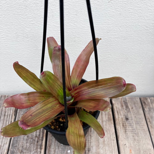 ネオレゲリア＊タンクブロメリア＊着生植物＊観葉植物＊吊り鉢 アート