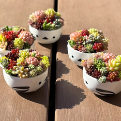 多肉植物 寄せ植え そのまま飾れる♡.*゜リース♡*°オレンジ 多肉植物