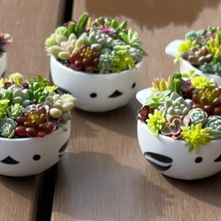多肉植物 寄せ植え レッドベリーhyb( * ֦ơωơ֦)No.19 image.jpg
