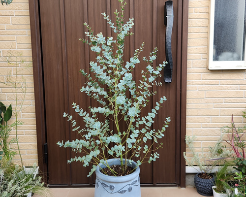 ボリューム株 ユーカリグニー 鉢植え 苗木 シンボルツリー ボリューム