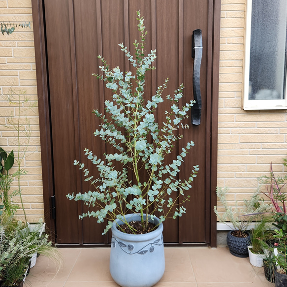 大型 ユーカリ グニー 石膏 鉢植え 株立ち苗 苗木 シンボル