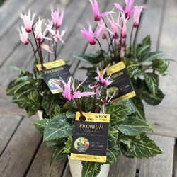 ガーデンシクラメン「ピーコック」シャープな花が魅力⭐︎ その他素材