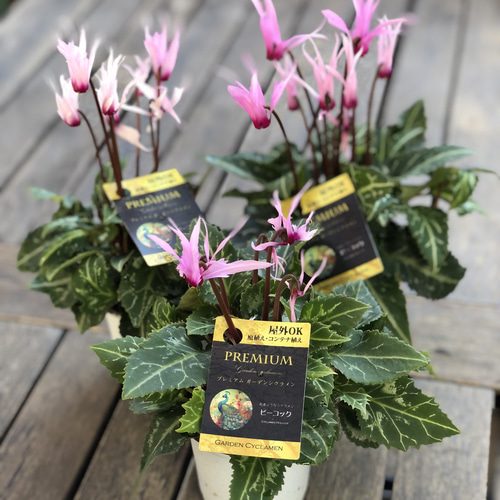 ガーデンシクラメン「ピーコック」シャープな花が魅力⭐︎ その他素材