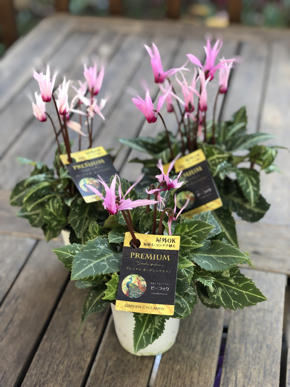 ガーデンシクラメン「ピーコック」シャープな花が魅力⭐︎ その他素材