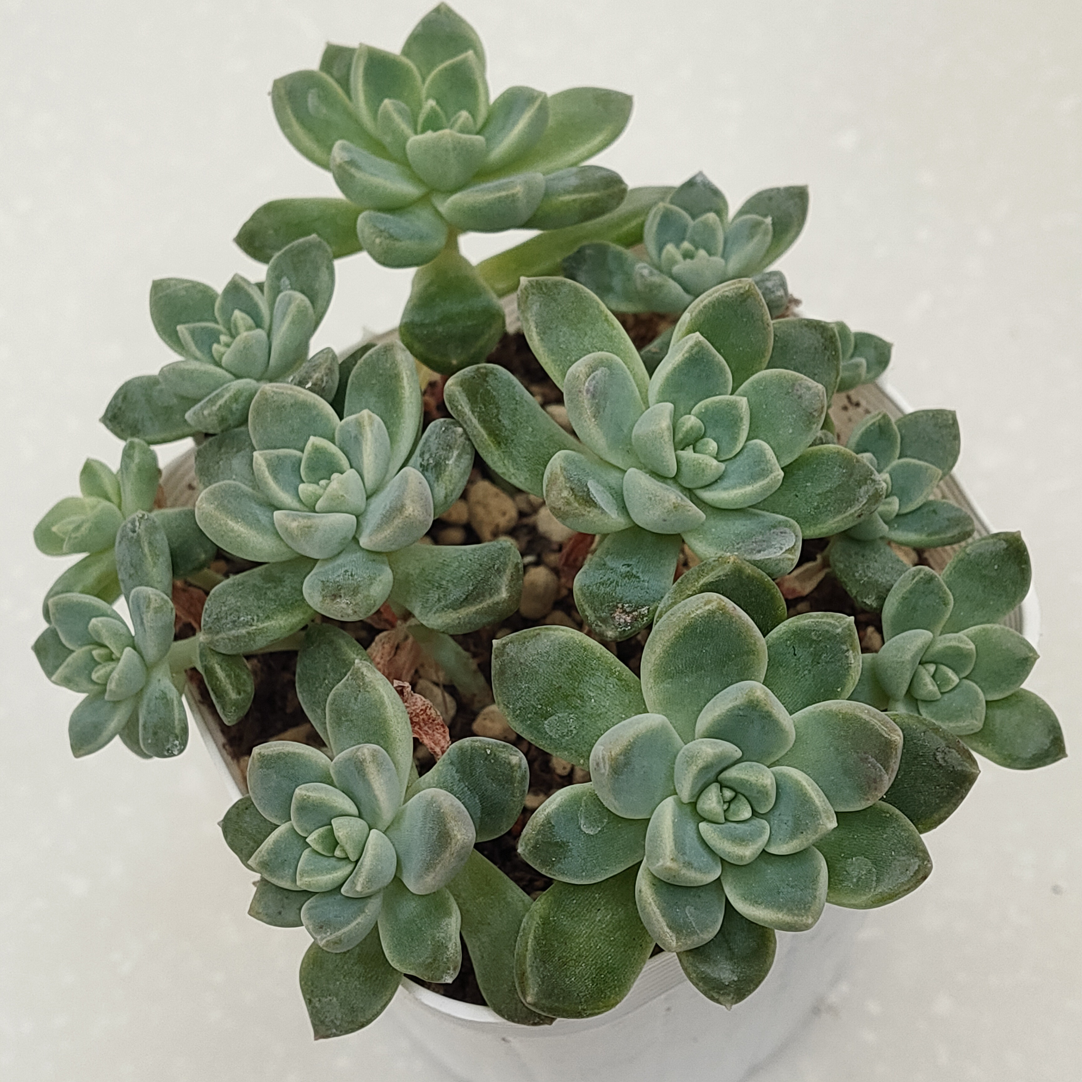 多肉植物エケベリア　おもち　だるま姫秀麗×ケッセルリンギアナ　今だけ5カット❗️ 多肉植物エケベリア　おもち　だるま姫秀麗×ケッセルリンギアナ　今だけ5カット❗️