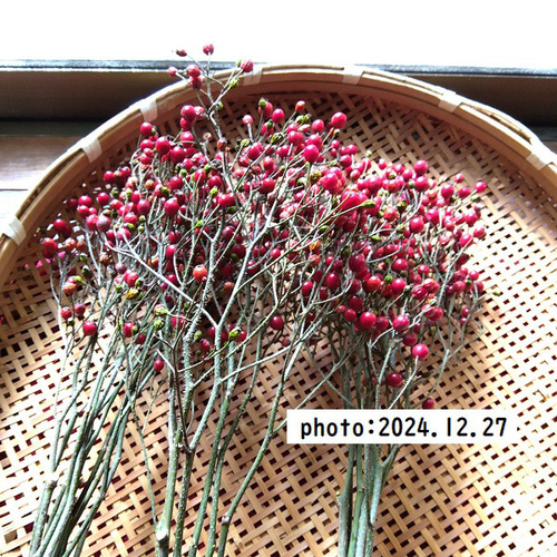 ローズヒップ（ツクシノイバラ）枝つき約50cmトゲ除去 送料込み