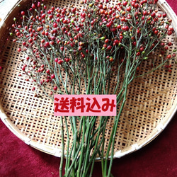 ローズヒップ（ツクシノイバラ）枝つき約50cmトゲ除去 送料込み