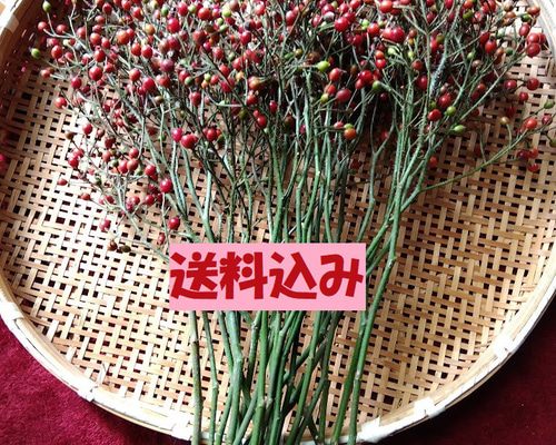 ローズヒップ（ツクシノイバラ）枝つき約50cmトゲ除去 送料込み