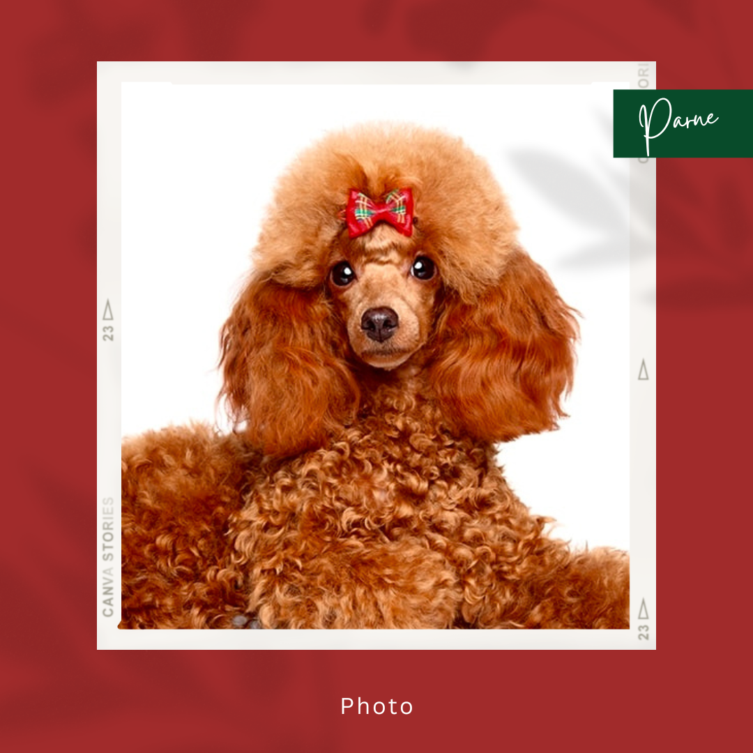 うちの子アート【似顔絵オーダー +マット台紙 +原画データ】ペットイラスト｜ペットアート｜ペット記念日｜ペット誕生日