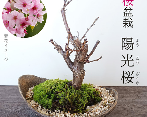 日光彫り中鏡 桜 最終価格 - メルカリ