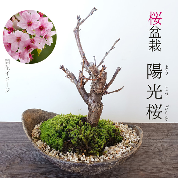 2025年開花終了】陽光桜 ( ようこうざくら ) の盆栽 くらま鉢 桜 2025年開花終了】陽光桜 ( ようこうざくら ) の盆栽 くらま鉢 桜