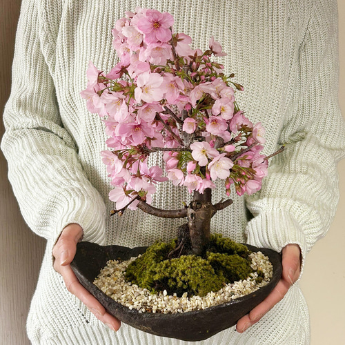 皐月 「煌陽(こうよう)」 盆栽 素材 皐月 「煌陽(こうよう)」 盆栽 素材 皐月 「煌陽(こうよう)」 盆栽