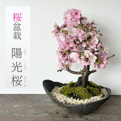 陽光桜 ( ようこうざくら ) の盆栽 くらま鉢 桜 サクラ 盆栽 お花見 花