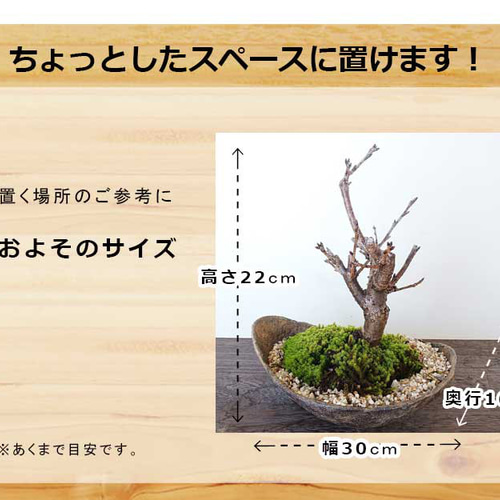 momoka様お取り置き　5/6まで　ヨウム　レジンヘアゴム桜咲く　お花見ヨウム ⑥④レジンヘアゴム。3個セット。マトリカリア。紫陽花。薔薇