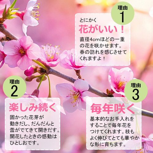 2025年開花終了】陽光桜 ( ようこうざくら ) の盆栽 くらま鉢 桜