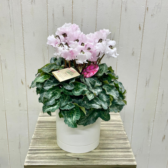 自然開花 ストライプ模様 シクラメン キャンディーケーン セラミック鉢