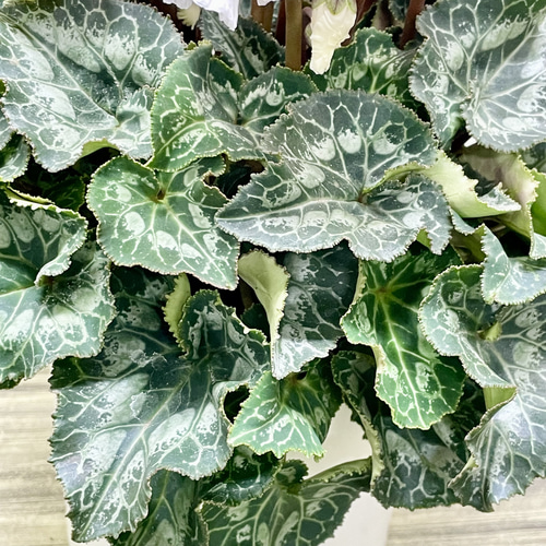 自然開花 ストライプ模様 シクラメン キャンディーケーン セラミック鉢