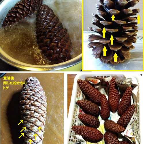 松ぼっくり 大王松 松かさ ハンドメイド用 煮沸消毒 トゲ除去 「今すぐ