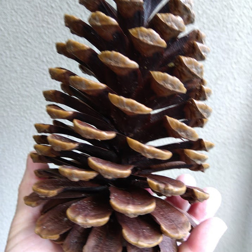 松ぼっくり 大王松 松かさ ハンドメイド用 煮沸消毒 トゲ除去 「今すぐ