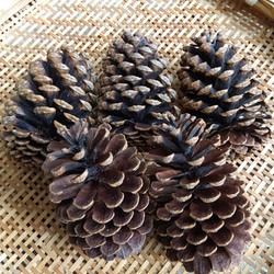 松ぼっくり 大王松 松かさ ハンドメイド用 煮沸消毒 トゲ除去 「今すぐ