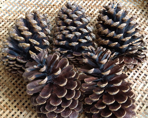 松ぼっくり 大王松 松かさ ハンドメイド用 煮沸消毒 トゲ除去 「今すぐ