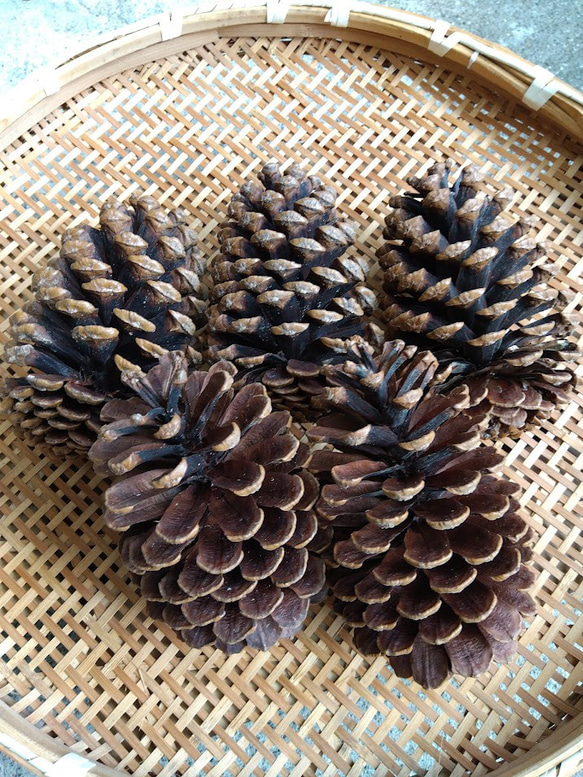 松ぼっくり 大王松 松かさ ハンドメイド用 煮沸消毒 トゲ除去 「今すぐ