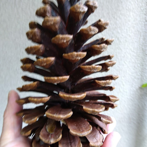 松ぼっくり 大王松 松かさ ハンドメイド用 煮沸消毒 トゲ除去 「今すぐ