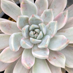 ネオンブレーカーズ 錦 厳選美苗 レア種 1点物 多肉植物 エケベリア ネオンブレーカーズ 錦 厳選美苗 レア種 1点物 多肉植物 エケベリア