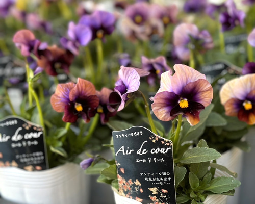 松原園芸さん】アンティークビオラ「エール ド クール」 花苗 花 苗