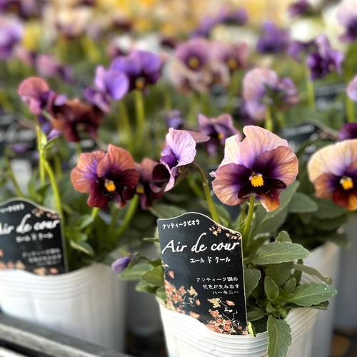 松原園芸さん】アンティークビオラ「エール ド クール」 花苗 花 苗