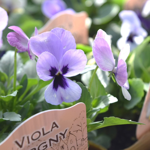 最新品種【見元園芸さん】ビオラ「TORGNY」 花苗 花 苗 ガーデニング